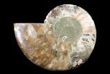 Cut & Polished Ammonite Fossil (Half) - Madagascar #162150-1